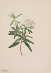 Labrador-te (Ledum groenlandicum)