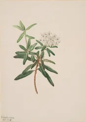 Labrador te Grönlandsis, 1905.