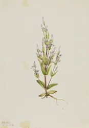 Stegentiana (Gentiana acuta)