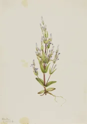 Stege Gentian Gentiana acuta, 1916.