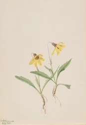Lake Louise Arnica Arnica louisiana, 1905.