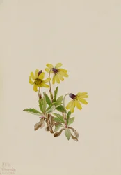 Lake Louise Arnica Arnica louisiana, 1922.