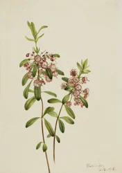 Lambkill Kalmia angustifolia, 1918.