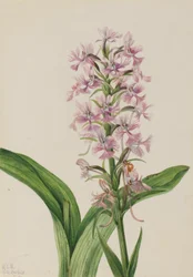Stor lila fransorkidé (Habenaria grandiflora)