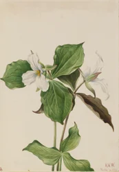 Stor vit trillium (Trillium grandiflorum)