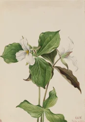 Stor vit Trillium Trillium grandiflorum, 1923.