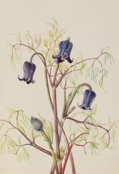 Läderblomma (Clematis hirsutissima)
