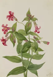 Lewis apblomma (Mimulus lewisii)