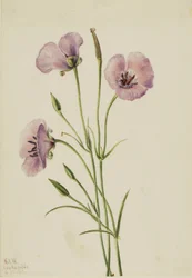 Syren Mariposa (Calochortus splendens)
