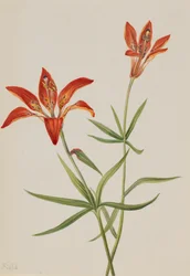Lily Mountain lilja, ca. 1900-1920.