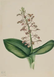 Liljeblad (Liparis liliifolia)