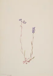 Lobelia Kalmii, 1904.