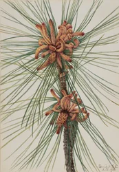 Loblolly Pine Log, 1918.
