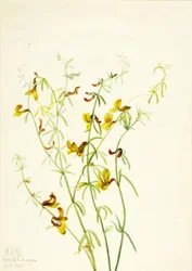 Lotus puberulus, 1935.
