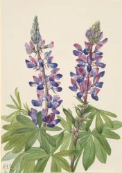 Lupin Lupinus fornosus, 1935.