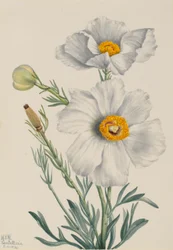 Matilija-vallmo (Romneya coulteri)