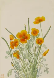 Mexikansk vallmo Eschscholtzia mexicana, 1927.