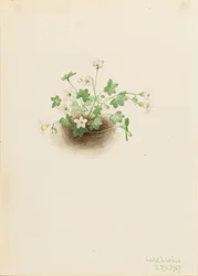 Jungfru Marie nyckelpiga (Romanzoffia sitchensis)