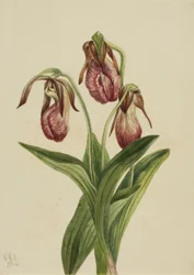 Moccasinblomma (Cypripedium acaule)