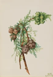 Montereycypress (Cupressus macrocarpa)