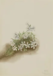 Mossrosa (Phlox subulate)