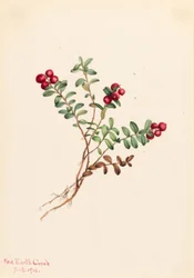 Fjälltranbär (Vaccinium vitisdaea minus)