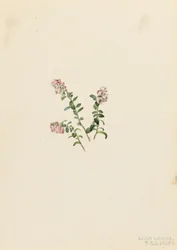 Fjälltranbär (Vaccinium vitisidaea minus)