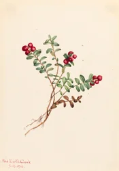 Mountain Cranberry Vaccinium vitisdaea minus, 1916.