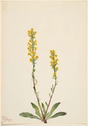 Bergsguldris (Solidago oreophila)