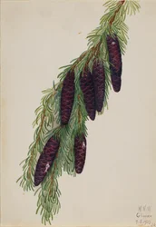 Mountain Hemlock Tsuga mertensiana, 1923.