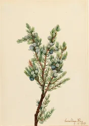 Enbär från bergsområden (Juniperus sibirica)