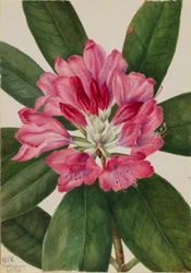Bergsros (Rhododendron catawbiense)