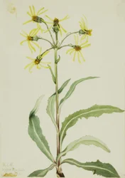 Sorglig jordmandel (Senecio lugens)