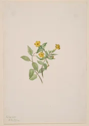 Myskblomma (Mimulus moschatus)