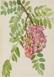 Ny mexikansk gräshoppa Robinia neomexicana, 1938.