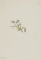 Noddkämpar (Lychnis apetala)