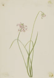 Noddande lök (Allium cernuum)