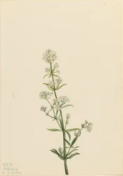 Nordlig bäckbräsma (Galium boreale)
