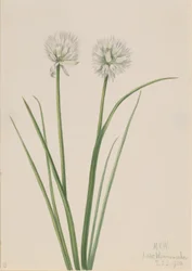Nordlig lök (Allium sibiricum)