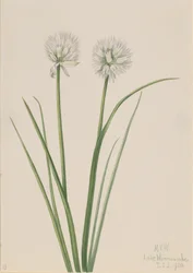 Nordlök Allium sibiricum, 1920.