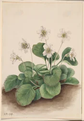 Oconee-klockor (Shortia galacifolia)