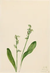 Enbladsorkidé (Habenaria obtusata)