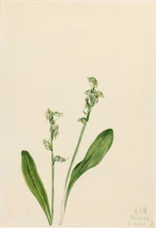 Enbladig-moss-orkidé Habenaria obtusata, 1922.
