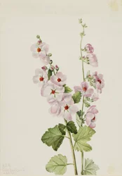 Orangeögd globmalva (Sphaeralcea davidsonii)