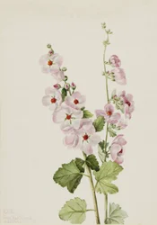 Orange-Eye Globemallow Sphaeralcea davidsonii, 1926.