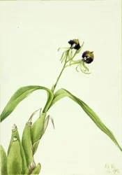 Orkidé (Epidendrum cochleatum)