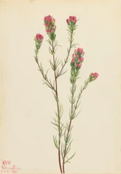 Uggla-klöver (Orthocarpus tenuifolius)