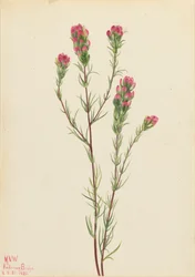 Uggleklöver Orthocarpus tenuifolius, 1923.
