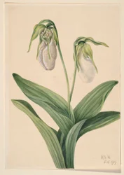 Blek jungfrutoffla (Cypridedium acaule)
