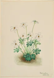 Penséviol (Viola pedata)